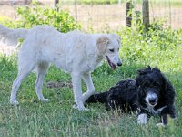 Puppys van Bliss040622-0150